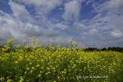 花の都公園のキカラシ