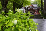 山中諏訪神社境内の紫陽花