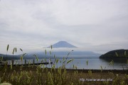 ネコジャラシと富士山