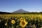 夏のような景色