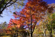 旭日丘湖畔緑地公園の紅葉