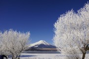 霧氷で真っ白になった木