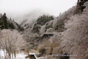 木々が氷でコーティングされた