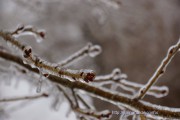 枝が氷でコーティングされてました