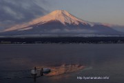 氷に閉じ込められた白鳥