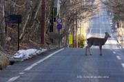 道路横断中の鹿