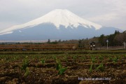 チューリップの芽と富士山