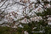 咲き始めた富士桜