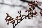 2016桜の開花定点観測VOL.06