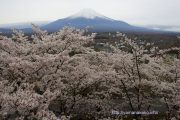 満開の桜と曇り空の下富士山