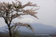パノラマ台の桜