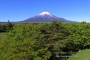 若葉の林の上から富士山を望む