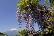藤と富士（藤の花と富士山）