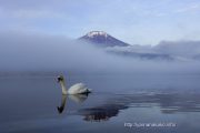 白鳥と富士山