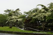 旭日丘湖畔緑地公園のヤマボウシ