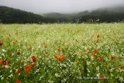 かすみ草と花菱草