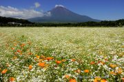 かすみ草と花菱草・・・そして富士山