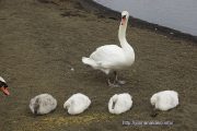 並んでえさを食す白鳥のヒナ