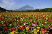 満開の百日草と富士山