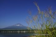 山中湖畔のススキと富士山