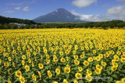 満開のひまわり畑から富士山を望む