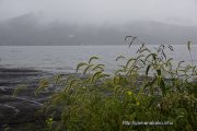 雨の中、湖畔のネコジャラシ