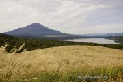 明神山のススキと富士山