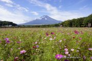 コスモスと富士山