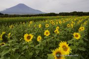 花の都公園のひまわり