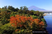 旭日丘湖畔緑地公園から紅葉と富士山