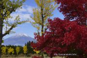 紅葉黄葉と冠雪した富士山