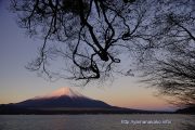 斜めに生えてる木と富士山
