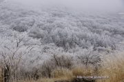 霧氷で木々が真っ白に