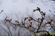 2017桜の開花定点観測 Vol.02