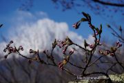 2017桜の開花定点観測 VOL.03
