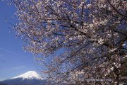 忍野の道沿いの桜