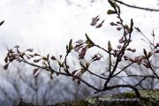 2017桜の開花定点観測 Vol.05