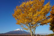 雪化粧した富士山と黄葉