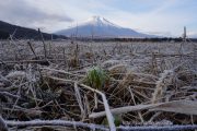 霜の降りた畑から富士山を望む