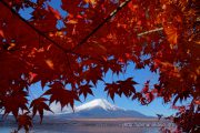 紅葉した枝の下から望む富士山