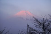 うっすらとピンク色の富士山