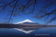湖畔に伸びた枝の下から逆さ富士