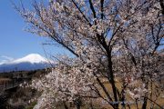 桂川沿いの富士桜