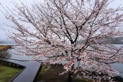 きらら前の桜は五分咲き程度