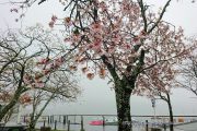 遊覧船乗り場の桜