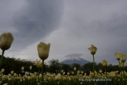 チューリップ畑から望む笠雲を被った富士山