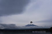 富士山の上にカラス