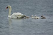 5羽の白鳥のヒナ