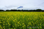 満開のキカラシ畑から望む富士山