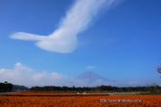 キバナコスモス畑から富士山と吊し雲